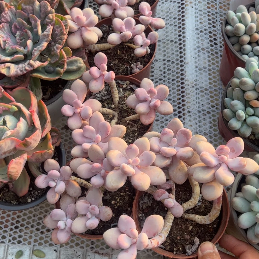 ****檀老庄桃蛋多肉植物精品