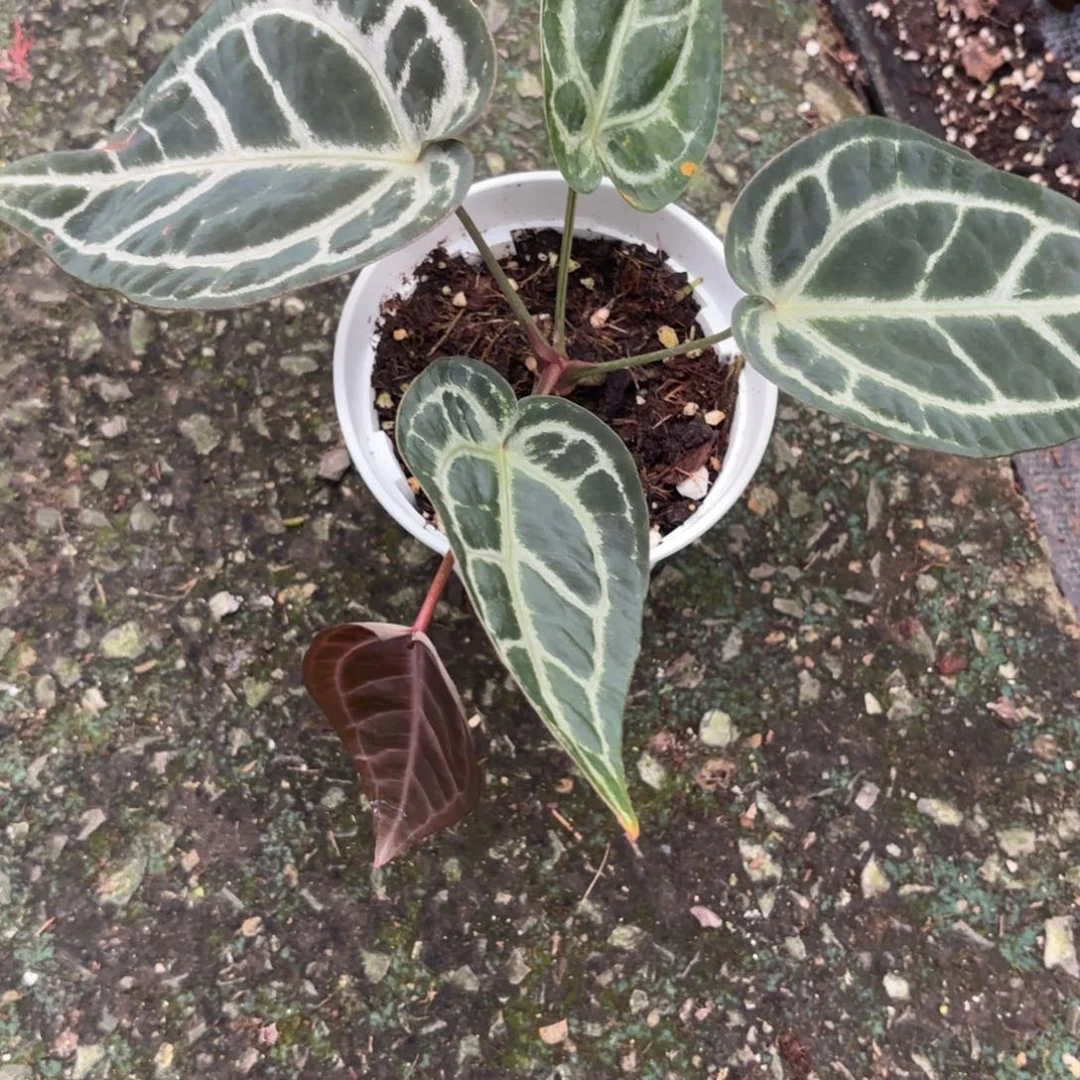 完全开放skg银籽播