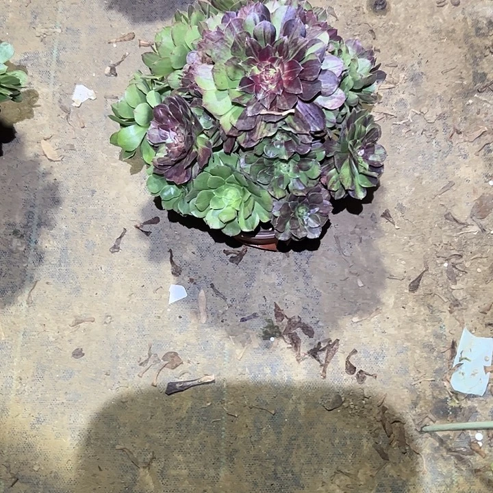 *****不包侧枝一物一拍79