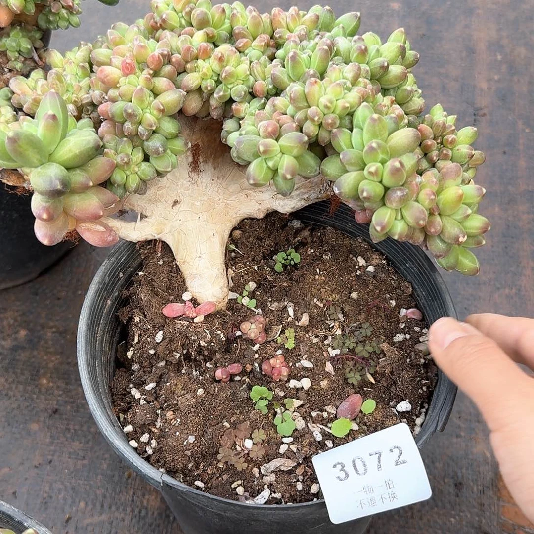 我***牛3072号千代田缀化多肉