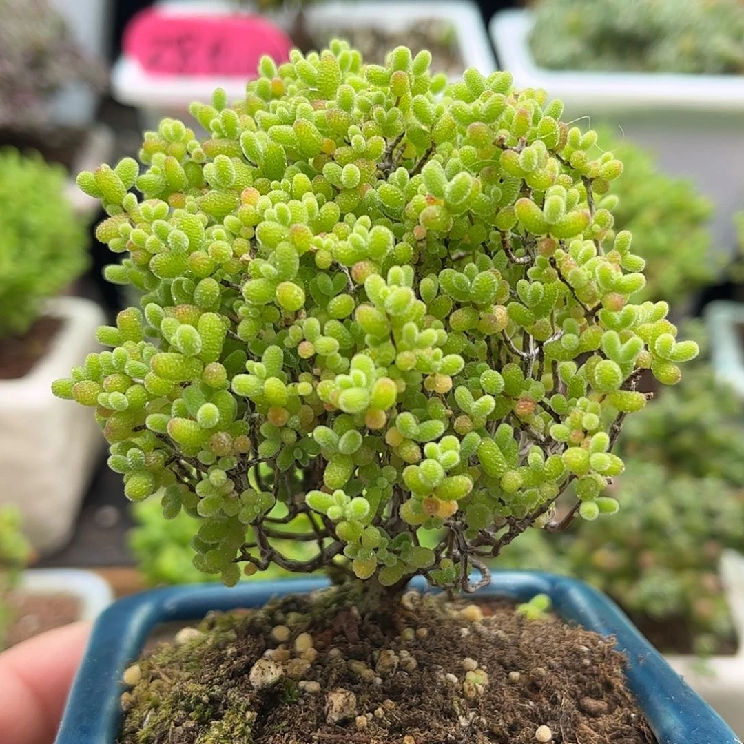 15蜜桔带盆优选枝干