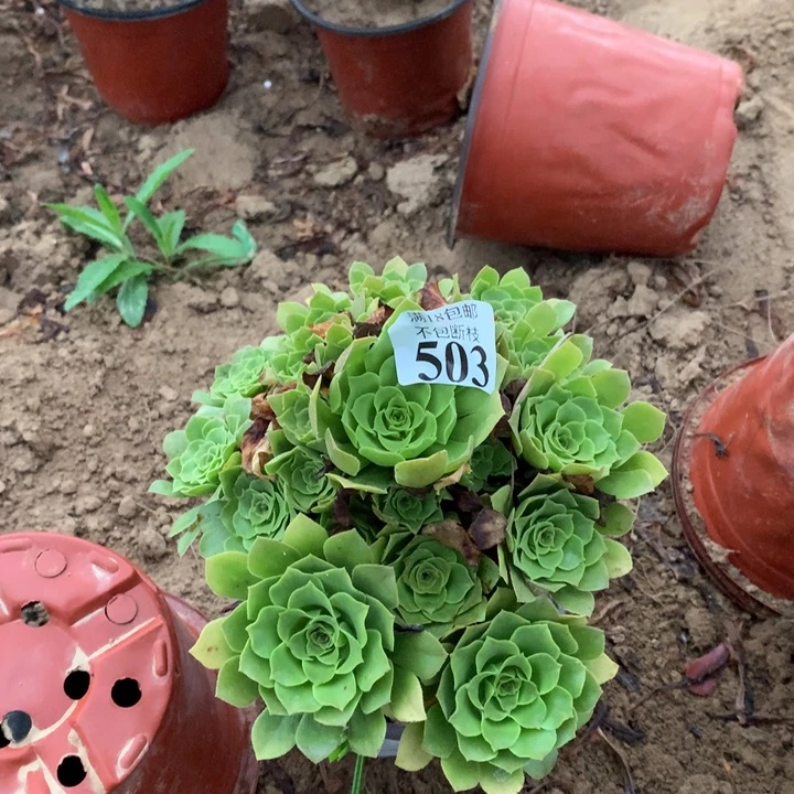 503绿玫瑰手捧3号棚