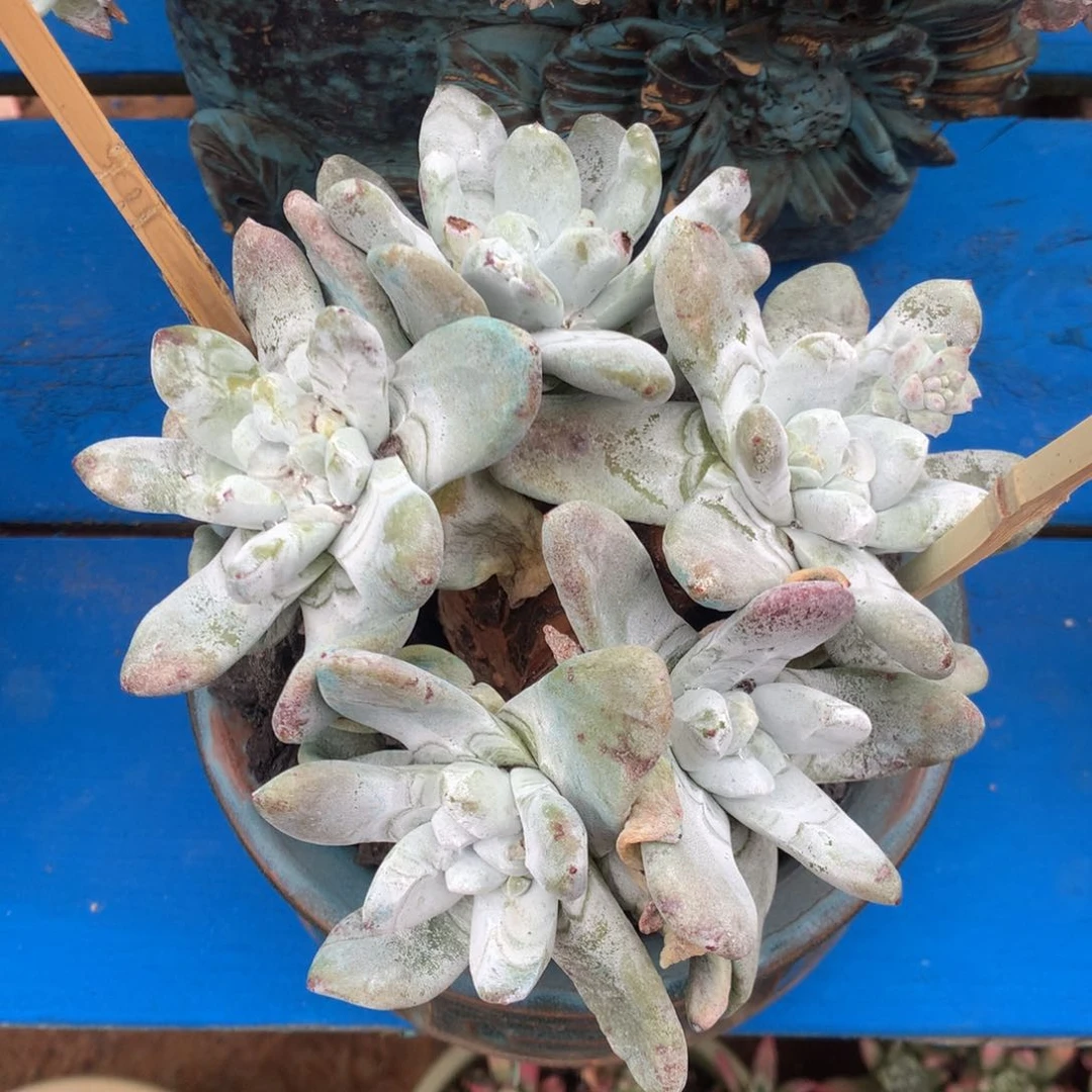 拇指，2月8日发货多肉