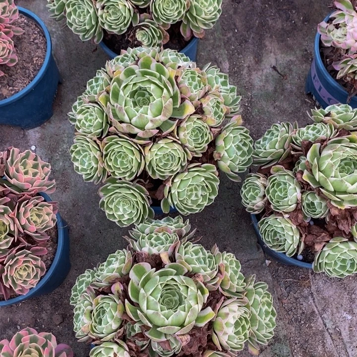 完全开放海仙一颗多肉植物