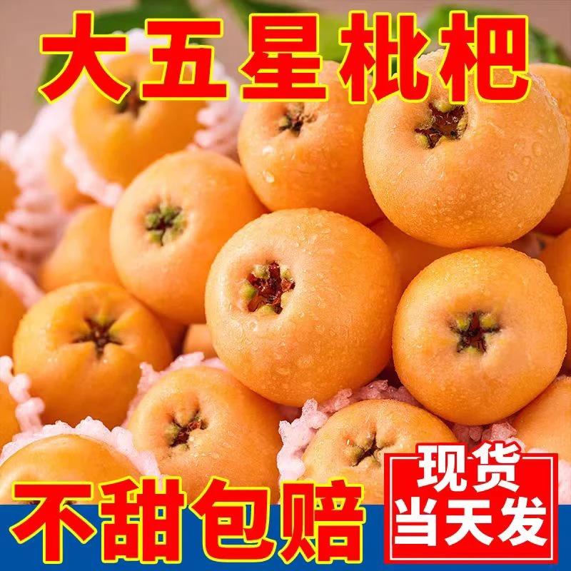 四川大五星枇杷当季新鲜甜润水果