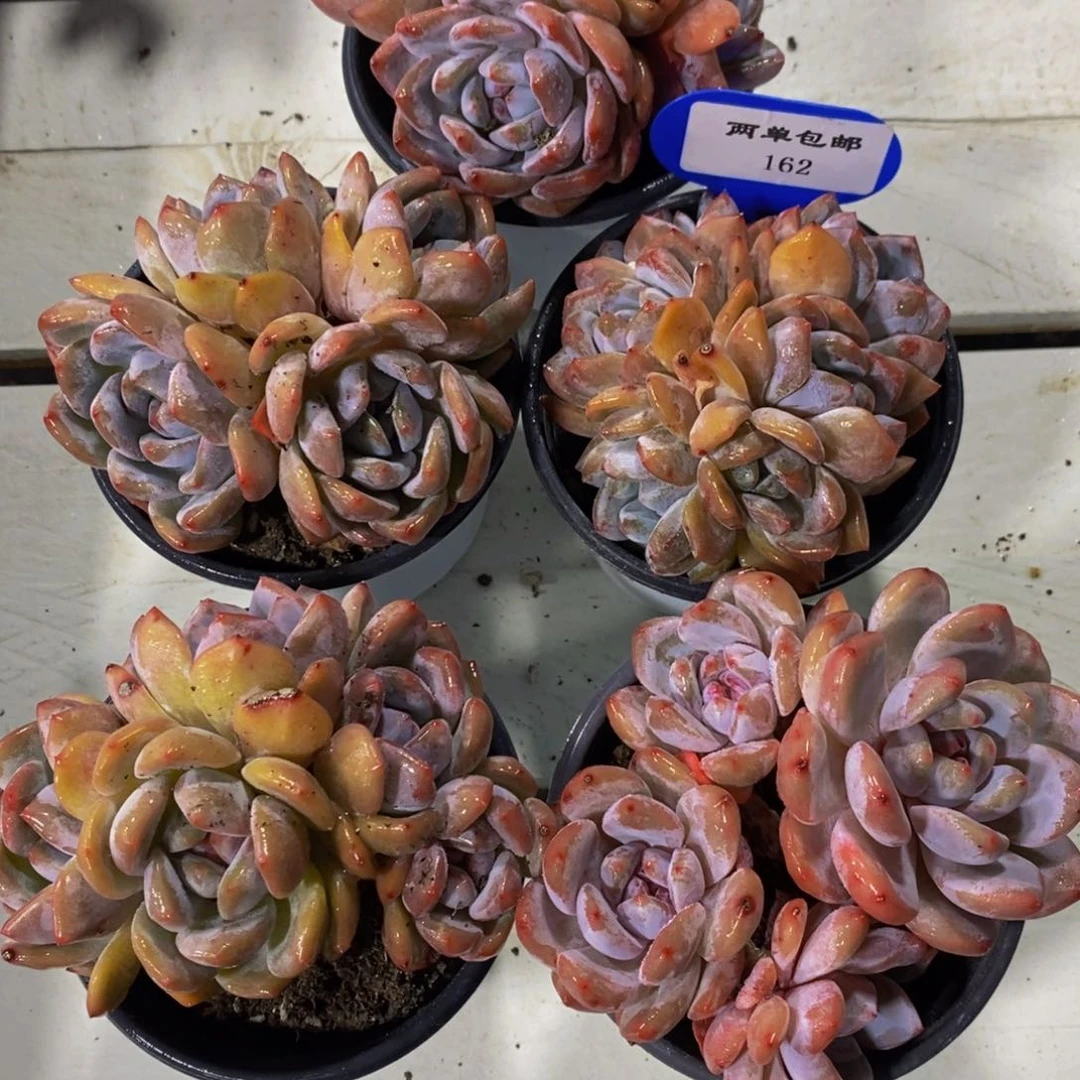 162-多头母本石榴籽星影群一个