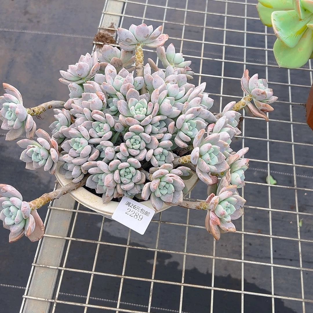 网***块2289露凝香多肉植物多肉