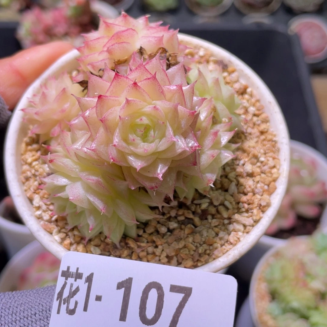 花利美  1-107麦秆群