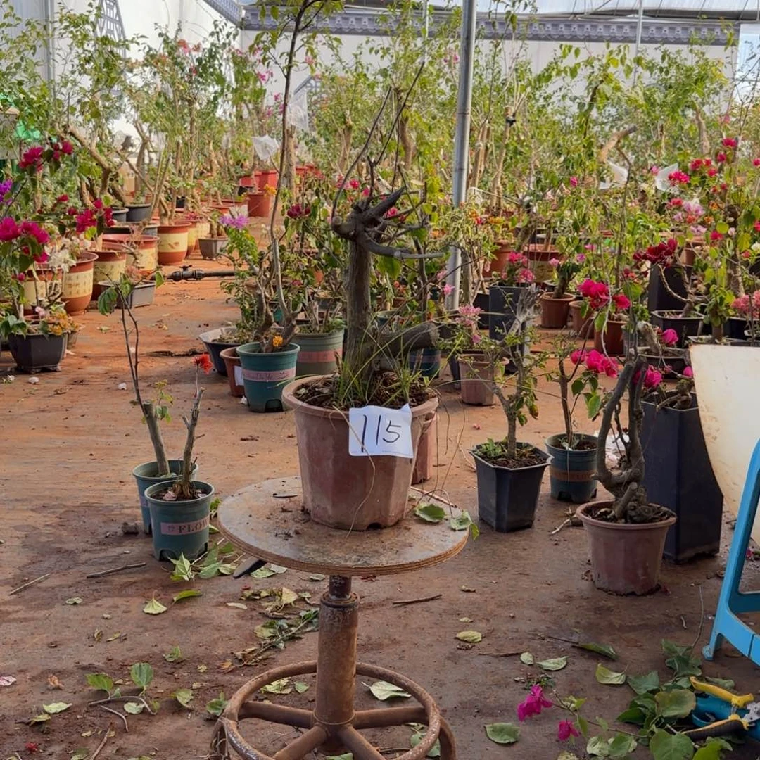 大部分开放少量花苞甜心 115脱