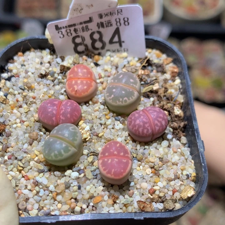 Sss精品生石花884