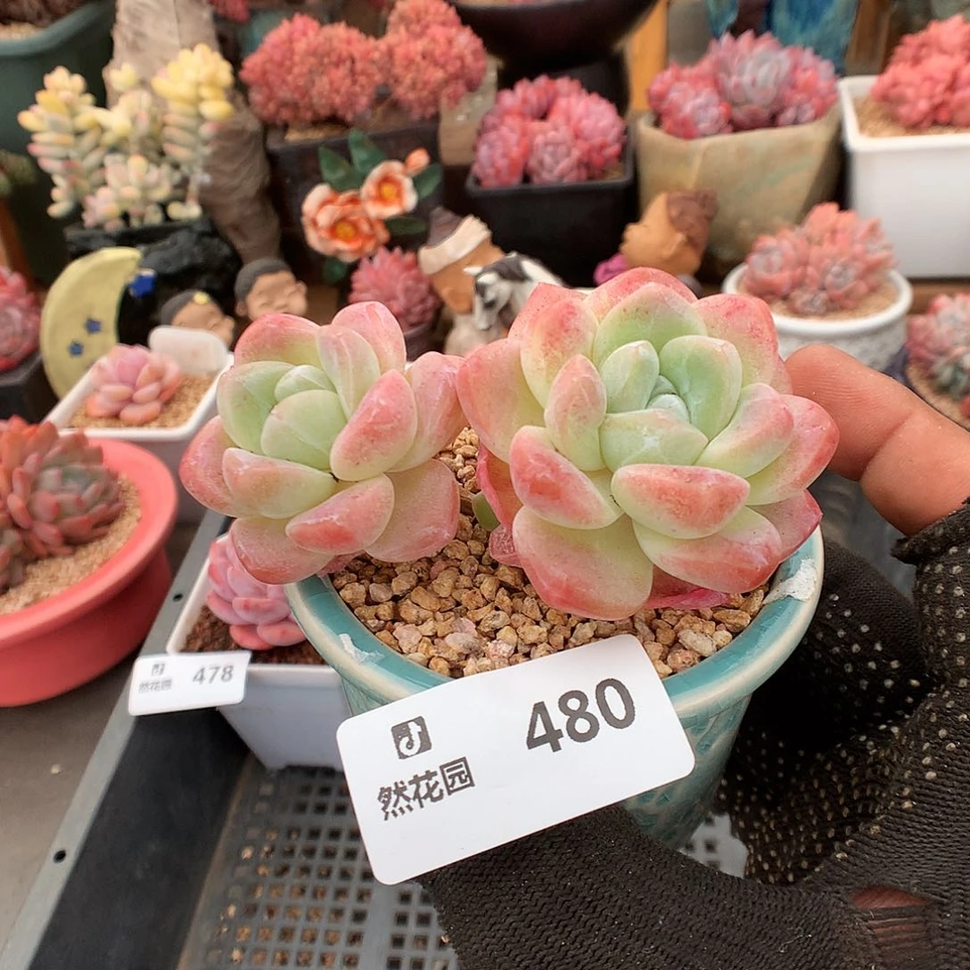 480冰玉多肉植物66666