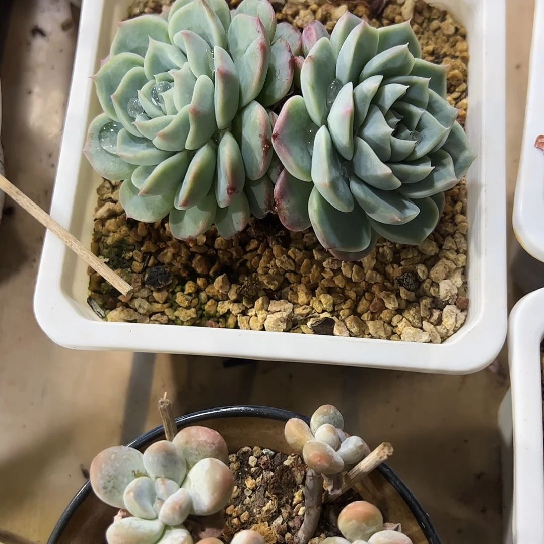 白***白天鹅荣2头多肉植物