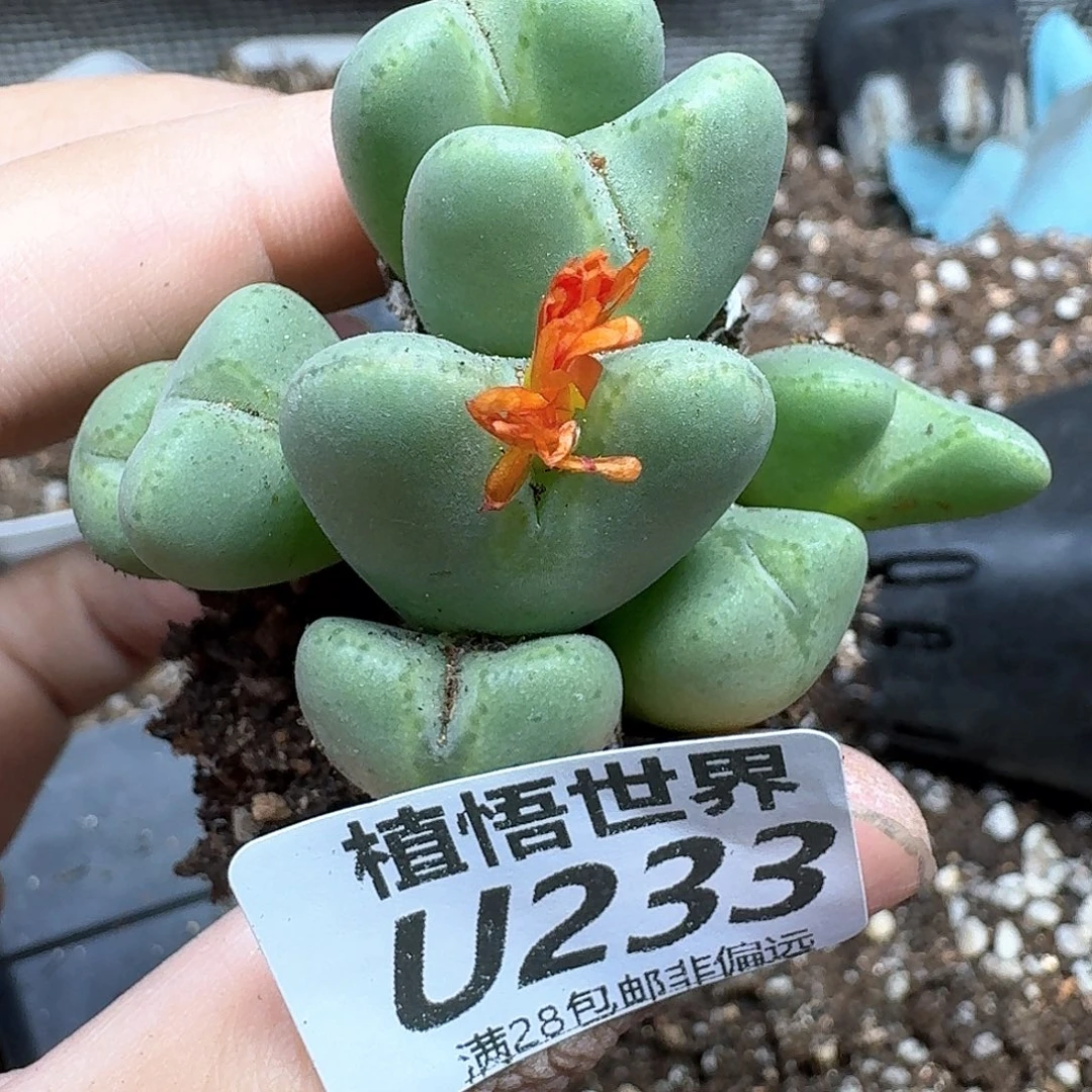 多肉植物的润泽rfgb