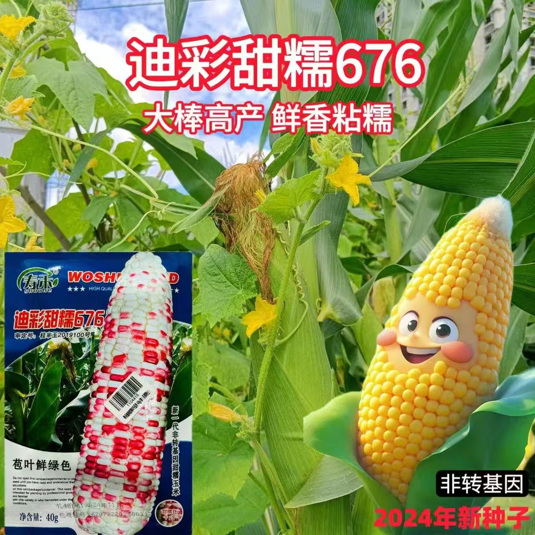 迪彩甜糯676甜糯玉米种子新一代甜糯玉米种子口感好花玉米种子