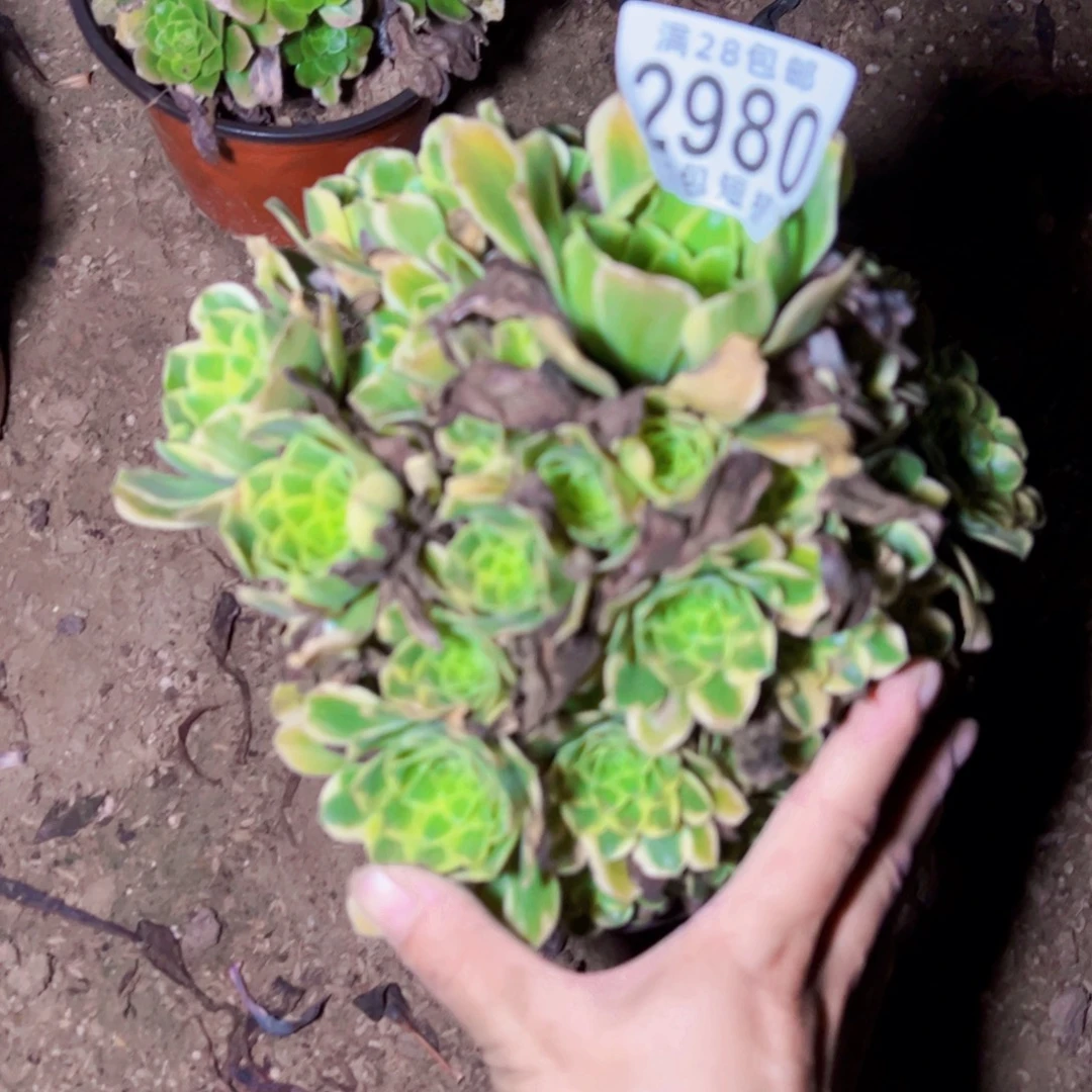 2980金丝翡翠多肉植物
