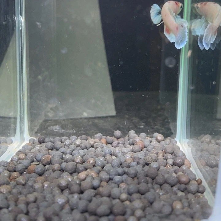 斗鱼泰国斗鱼92号