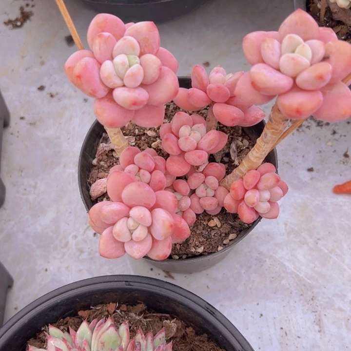 健健康康平平安安