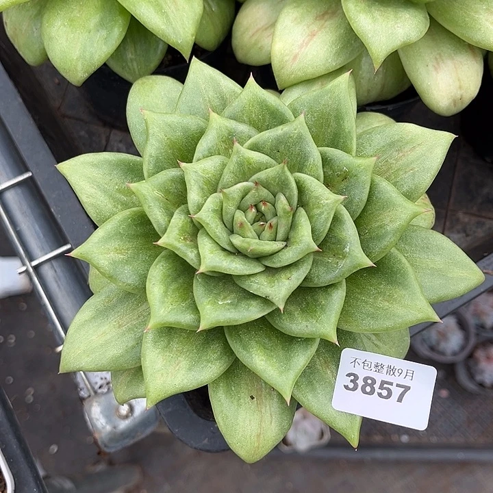 阿雅园艺。         3857玛丽亚