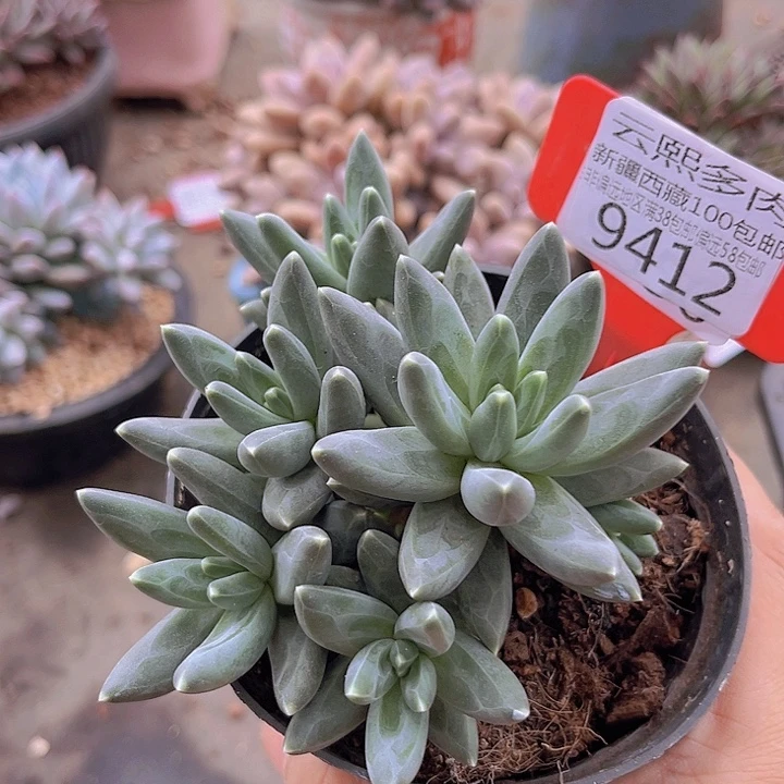 9412乌拉克拉。