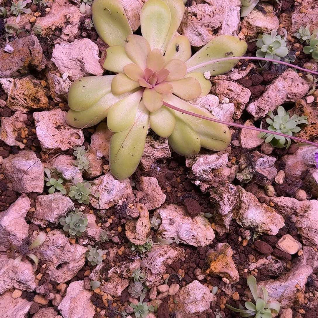 鸿***饼无花朵专拍捕虫堇