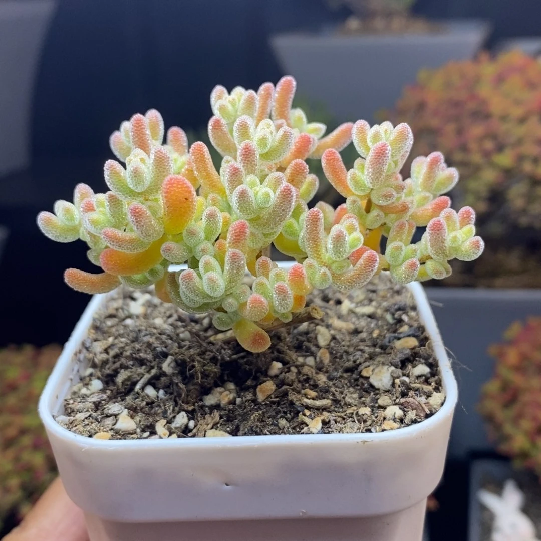 无花朵12号优选冰晶枝干