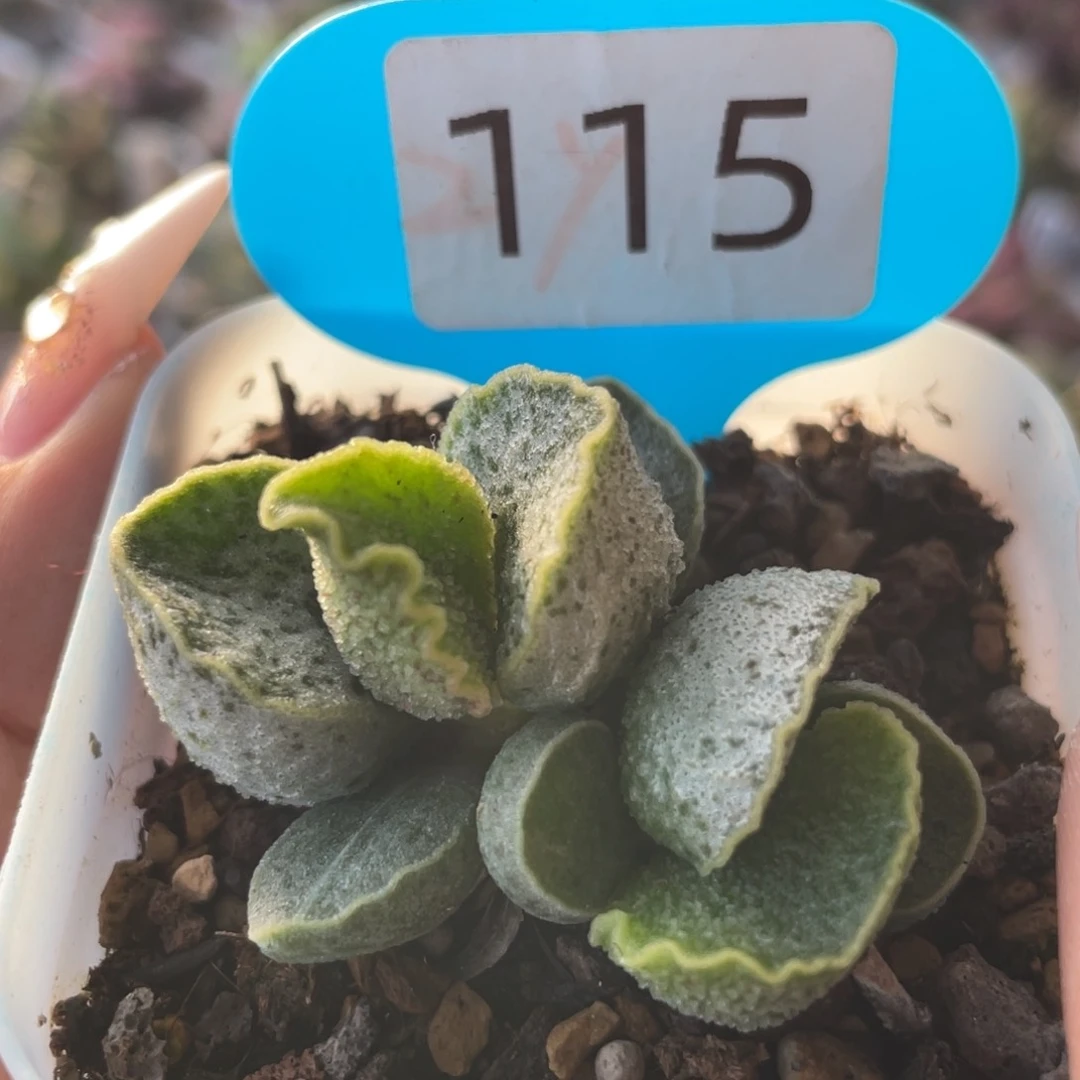 。  紫罗兰。    115