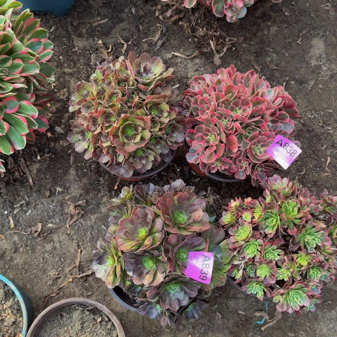 法师多肉不包损839.838组合4颗