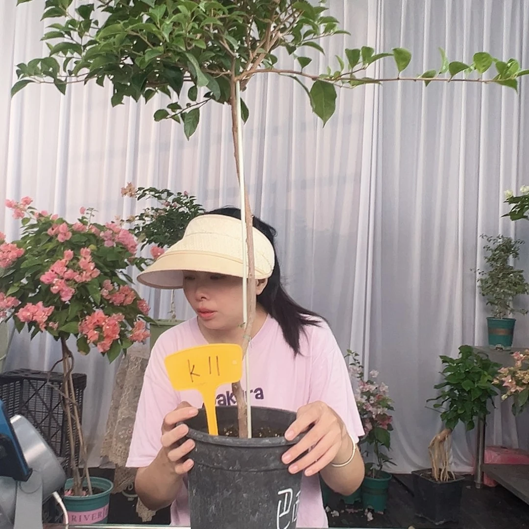 木***e大部分开放少量花苞K11巴西紫