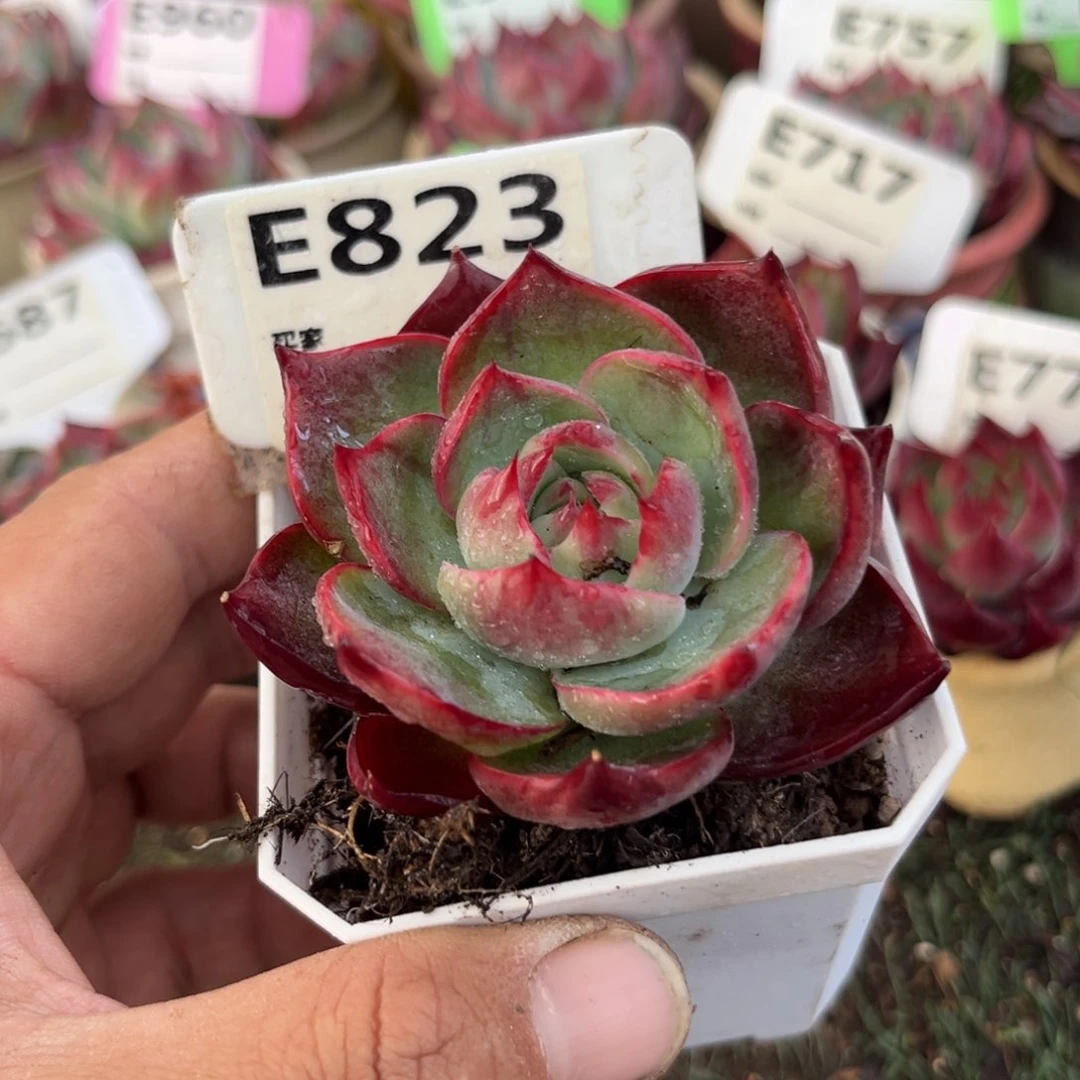 惊鸿一瞥823号多肉