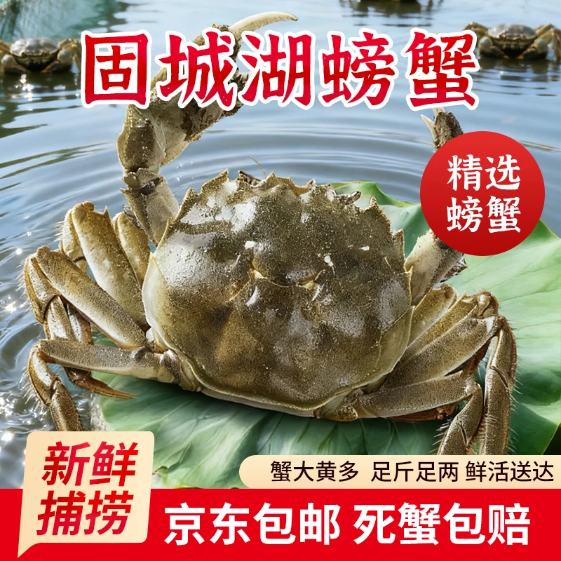 【活蟹】固城湖 鲜活母蟹  16只蟹（1.8-2.0两10只）+（1.4-1.7两6只）