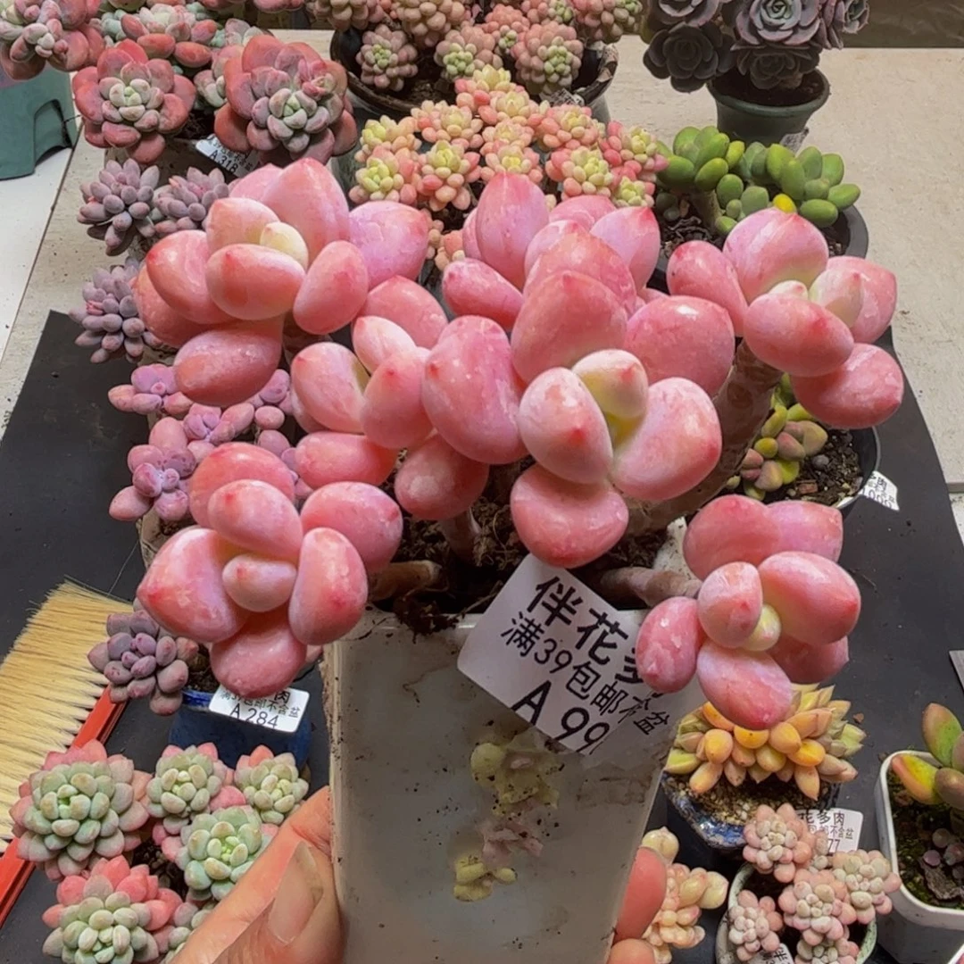 998樱花洛神6cm多肉