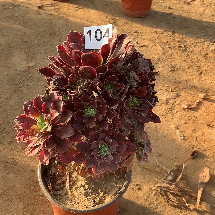 无花朵江*104金丝缺南