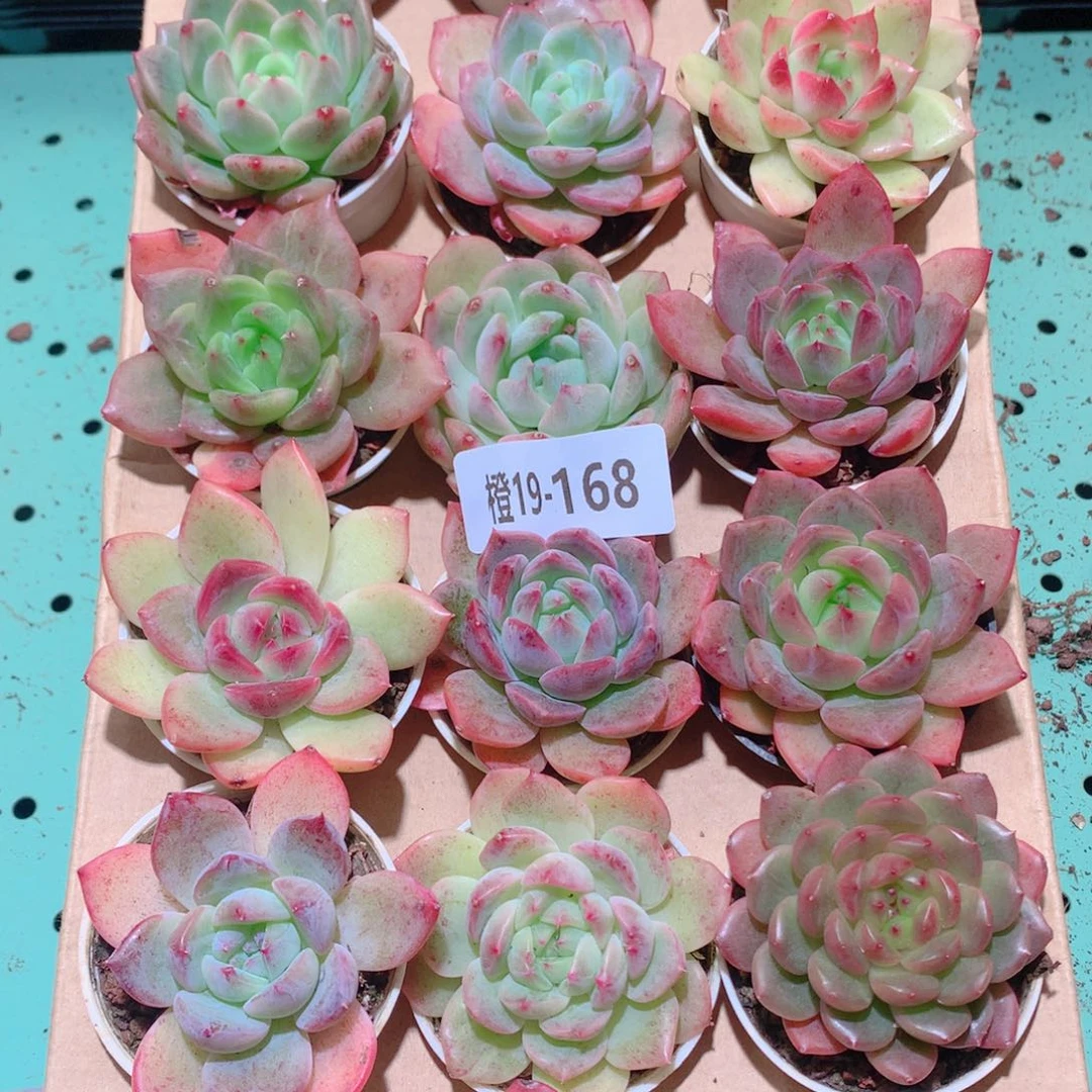 19-168一物一拍多肉带盆18颗
