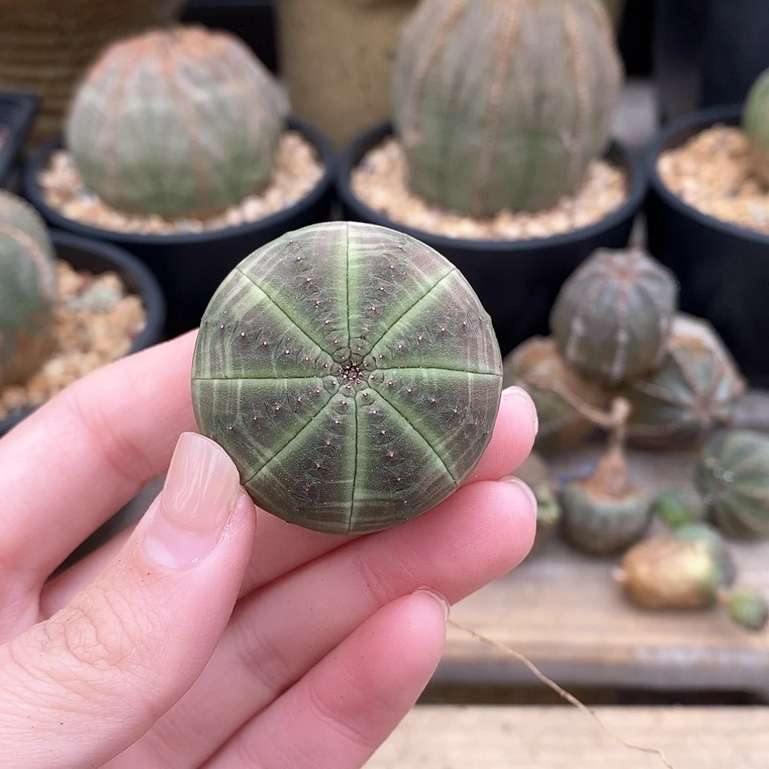 布纹球精品多肉一物一拍