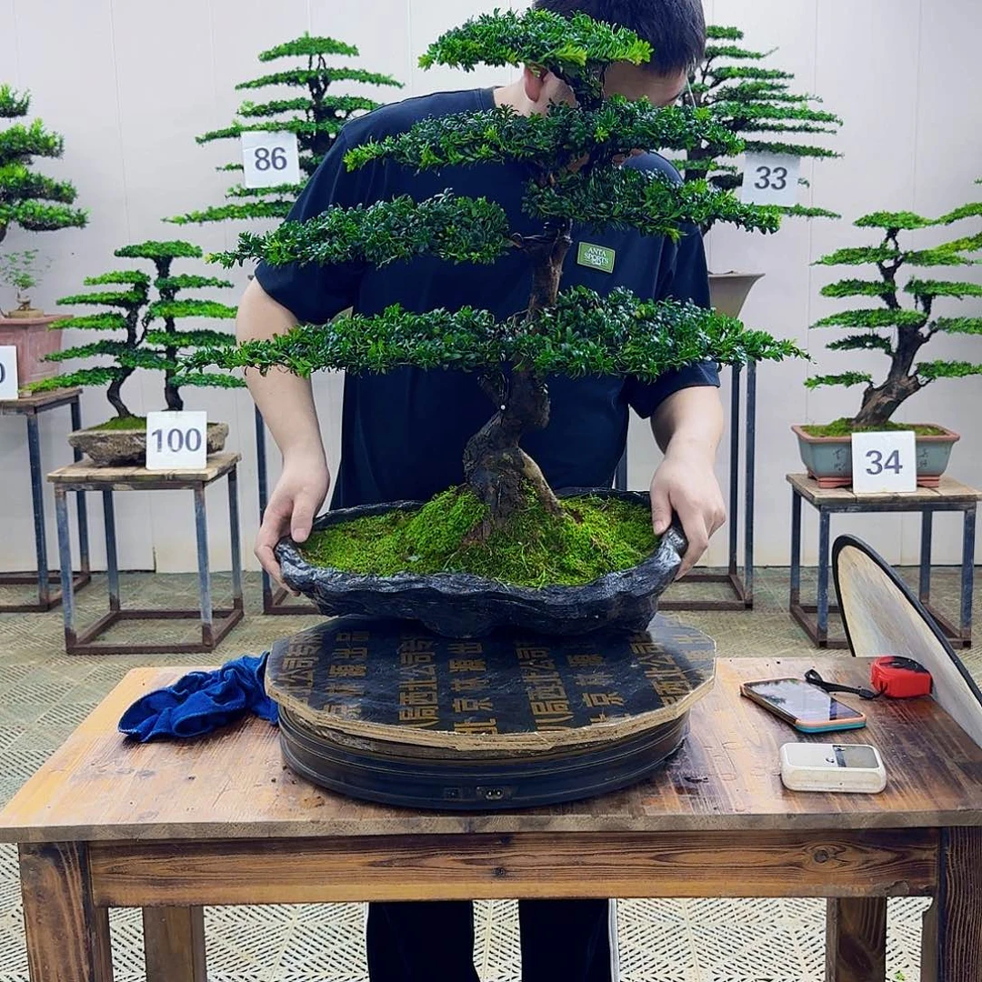 无花朵珍珠红芽罗汉松造型盆景