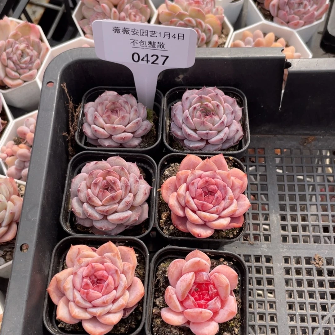 不包整散 盆子不售后0427