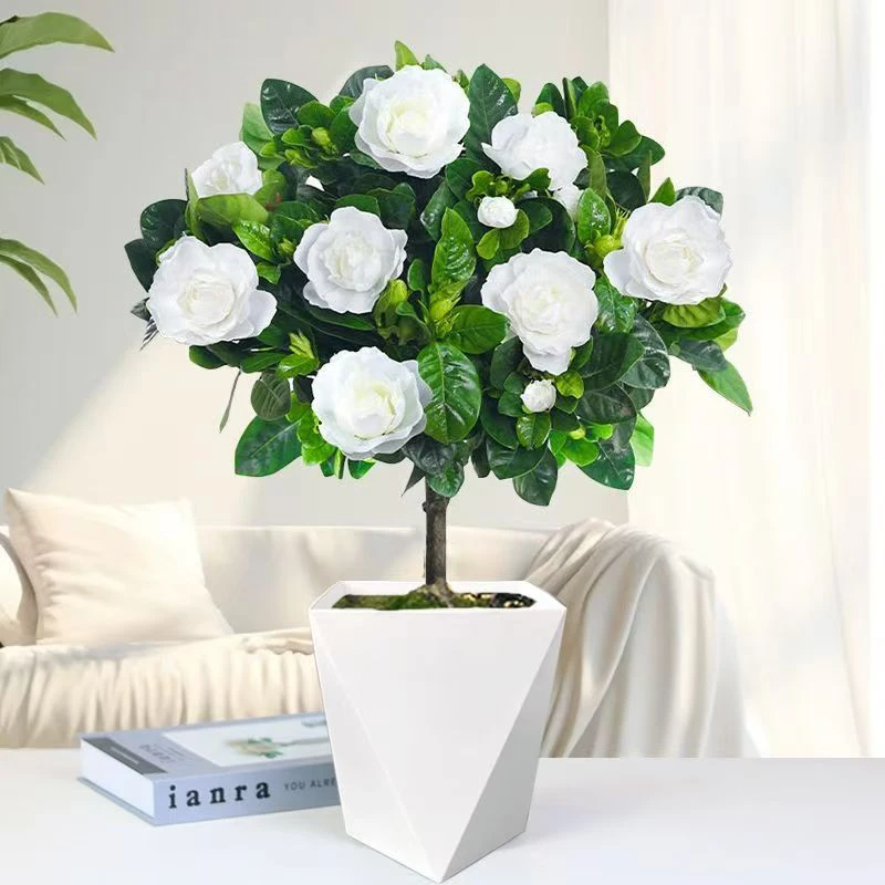 230栀子花棒棒糖盆栽室内阳台带花苞庭院独杆大叶树苗浓香型