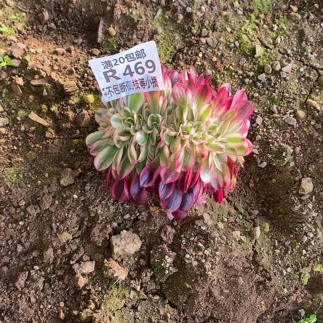 爱****伴469倾城缀化多肉板子炸口