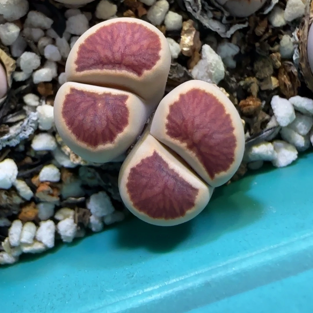 6.28。。。红窗菊微微高。。。2011