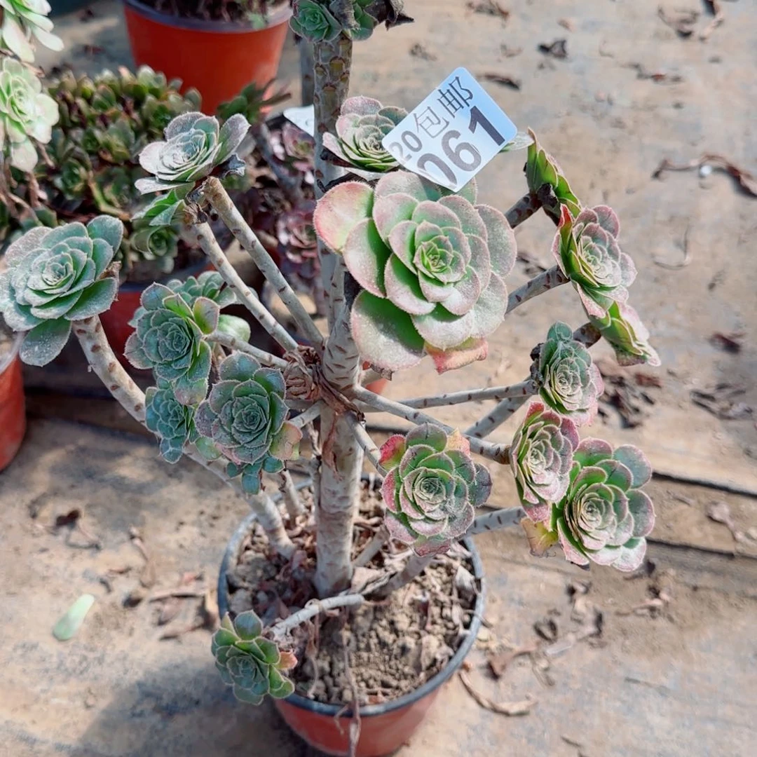 绿豆061满20包邮断枝不包