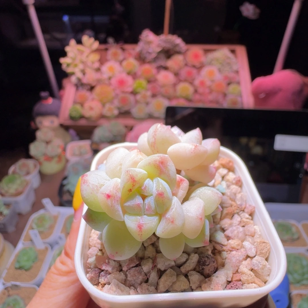 是***吖恬恬专拍哈哈哈哈