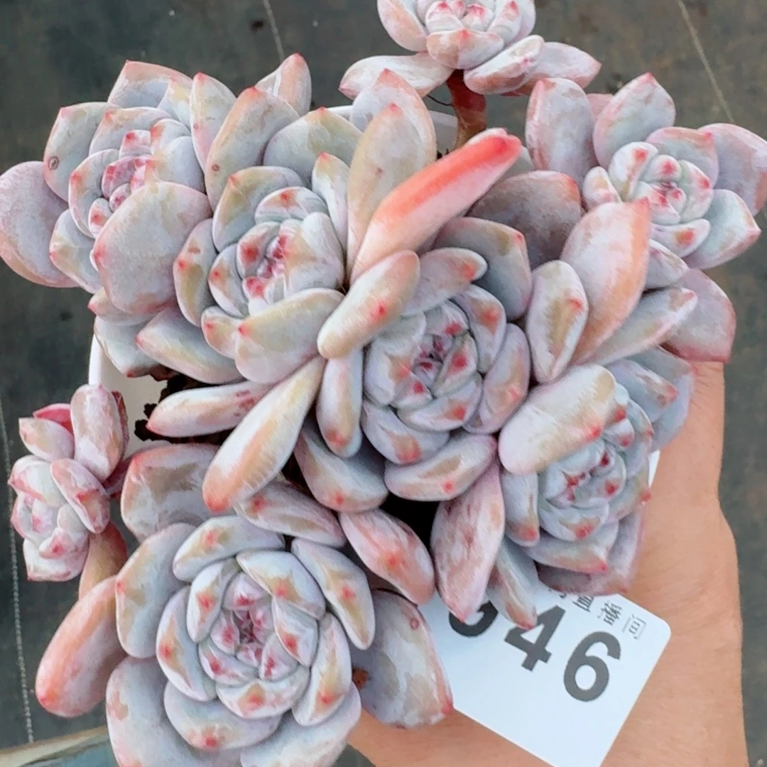 石榴籽星影         群生老桩多肉