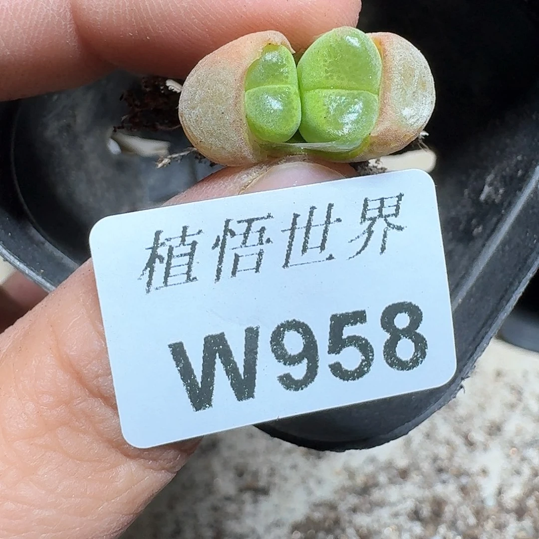 958号多肉植物哇f