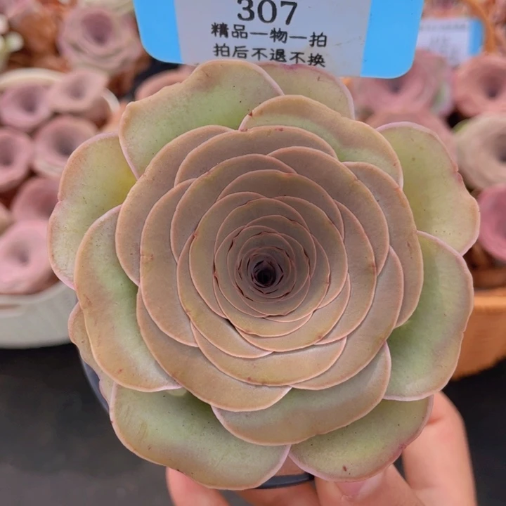 山地玫瑰307裸根发货不售后