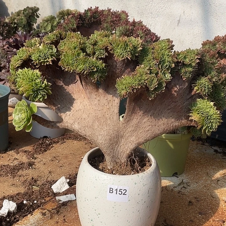 B152万圣节缀化老桩有朵有缀55-1脱土包邮