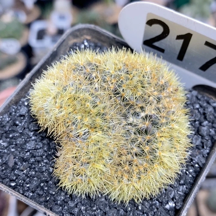 217号松霞缀化5cm