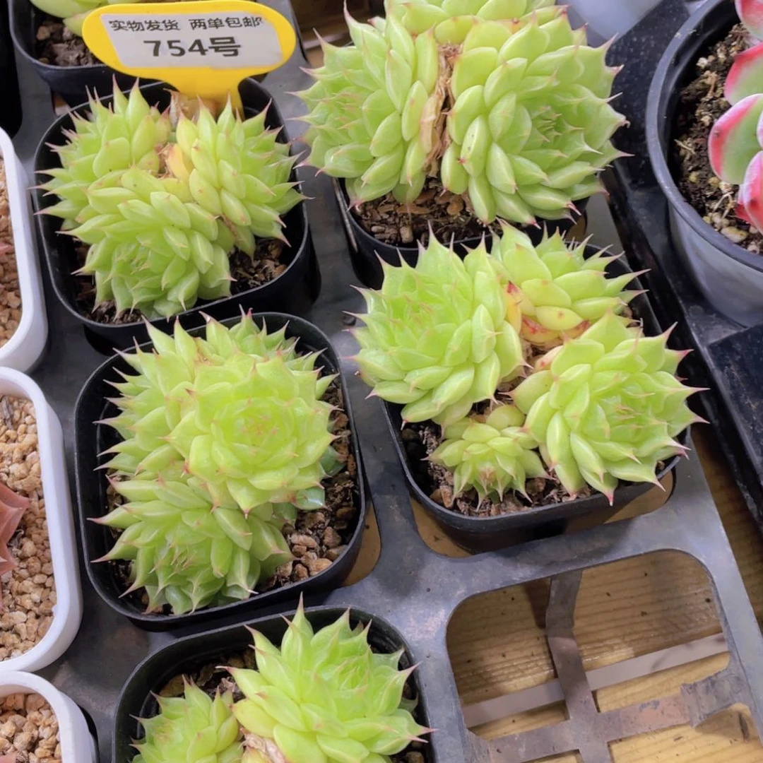 754号 睫毛珍妮多头群一个