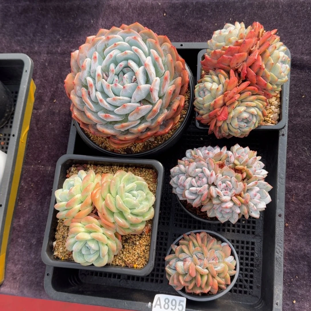 5颗一起一物一拍的