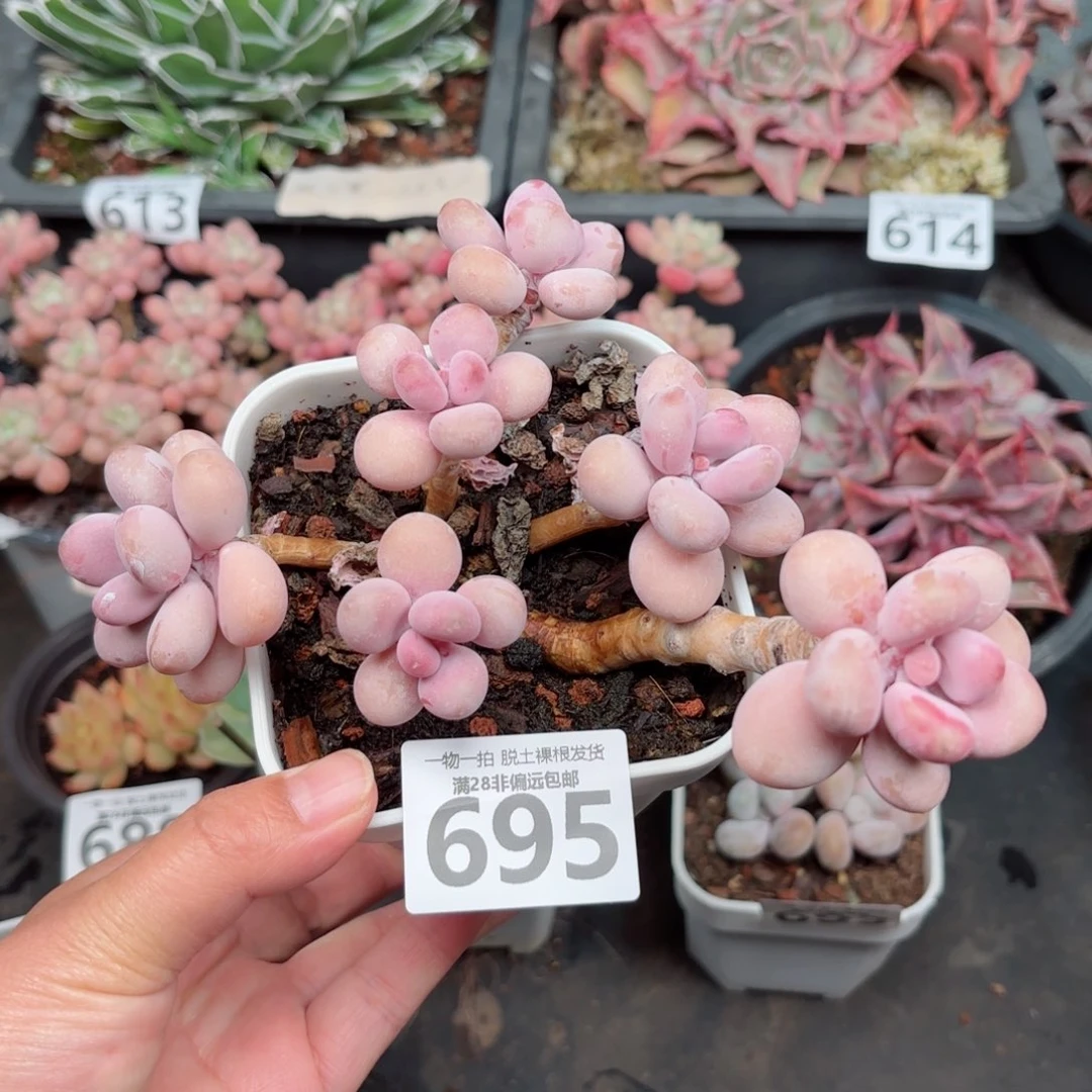 大桃蛋老桩无盆土发货