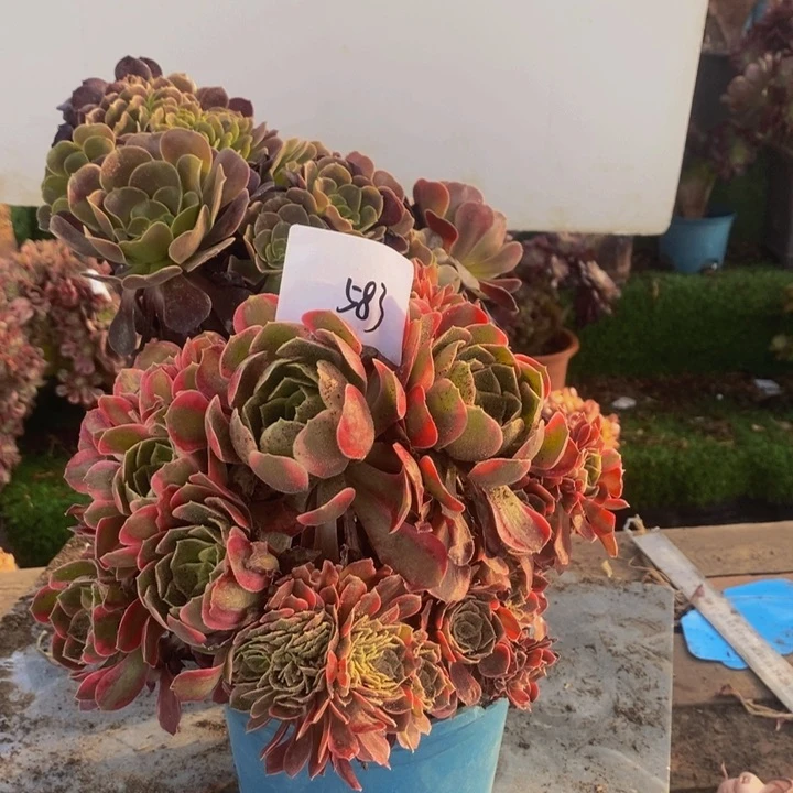 云***姐不开花植物583号欧紫➕女神多肉